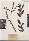 Foto von Salix nigricans Sm. x Salix phylicifolia L. x Salix purpurea L.